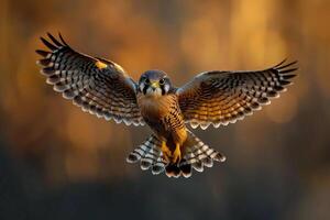 American Kestrel Hovering in Open Field nature background with Morning Light photo