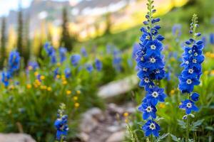 Delphinium Larkspur Flowers Along Path Trail Nature Background photo