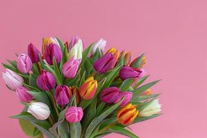 Spring Tulip Bouquet on Pink Studio Background Nature Background photo