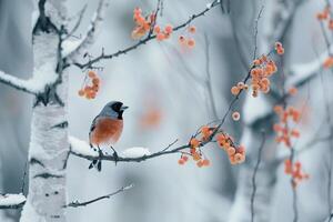 Eurasian Bullfinch Among Snowy Birch Trees with Berries and Nature Background photo