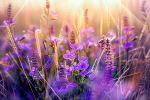 Purple Flower in Spring Meadow with Soft and Selective  on Purple Flowers and Nature Background photo