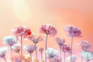 Flowers in Pastel Colors with Sunlight Background and Nature Location photo