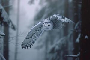 Atmospheric Snowy Owl Flying Through a Foggy Winter Forest with Soft Diffused Light Illuminating Its Wings photo