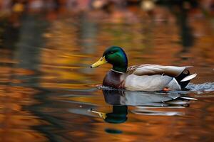 Mallard Duck Gliding Smoothly Across a Calm Autumn Lake. Nature Background photo