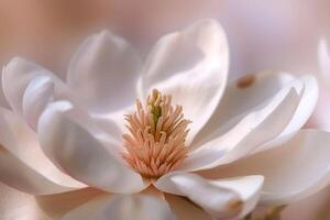 Nature background of delicate magnolia blossom. background. Nature photo