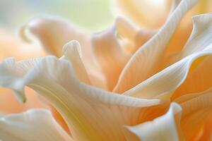 Nature Background of Delicate Lily Petals Background Nature photo