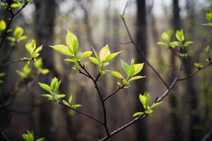 Fresh Green Leaves and Blossoms Emerging on Trees in a Springtime Forest  Nature Background photo
