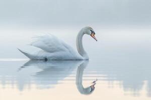 Profile portrait of a Swan with soft feathers and reflection in calm water. background nature photo