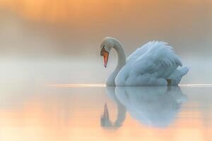 Profile portrait of a Swan with soft feathers and reflection in calm water. background nature photo