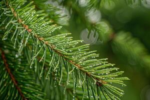 Morning Dew on Pine Needles Background Nature photo