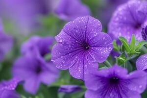 Petunia Bloom Background Nature photo