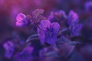 Violet Bloom Background Nature photo