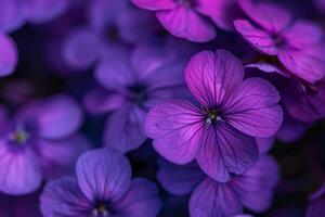 Violet Bloom Background Nature photo