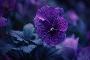 Violet Bloom Background Nature photo