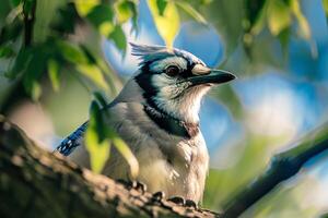 Nature Background of a  Blue Jay Perched on Tree Branch photo