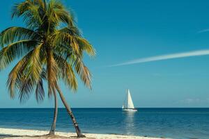 PalmFringed Beach with Sailboat Nature Background photo