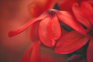 Zauschneria Nature Background with  Desert Flora photo