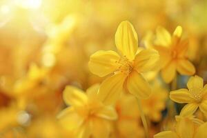 Yellow Rocket Nature Background Featuring Bright and Bold Yellow Rocket Flowers photo