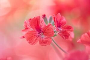Zonal Geranium Nature Background photo