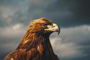 Portrait of a Golden Eagle with Piercing Eyes Against a Dramatic Cloudy Sky Nature Background photo