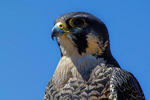 Portrait of a Peregrine Falcon with ed Eyes Against a Clear Blue Sky Nature Background photo
