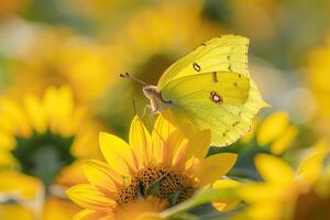 Captivatinga Cloudless Sulphur butterfly in flight among sunflowers with bright yellow petals in a sunlit meadow. Nature Background photo