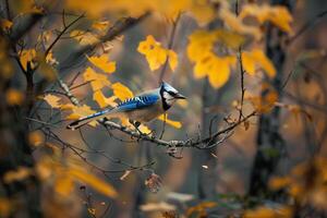 Environmental portrait of a Blue Jay hopping between tree branches in an autumn forest setting. Nature Background photo