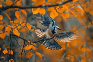 Blue Jay hopping between branches in an autumn forest shown in an environmental portrait. Nature Background photo