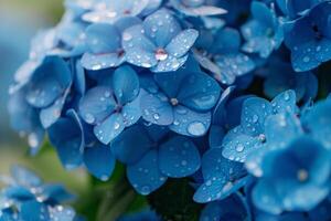 Blue hydrangeas with raindrops creating a magical atmosphere in a nature garden background photo