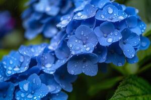 Blue Hydrangeas with Raindrops Creating a Magical Atmosphere in a Nature Garden Background photo