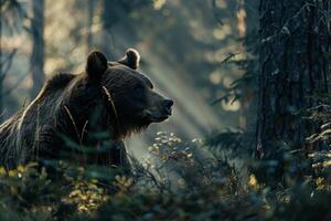 Bear in a Dense Nature naturebackground photo