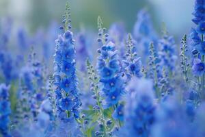Field of Delphinium Flowers in a Nature Garden Background photo
