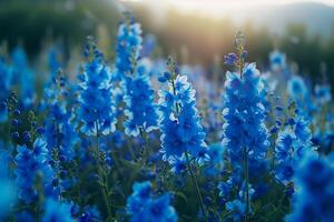 Field of Delphinium Flowers in a Nature Garden Background photo