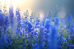 Field of Delphinium Flowers in a Nature Garden Background photo