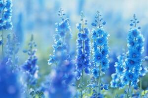 Field of Delphinium Flowers in a Nature Garden Background photo