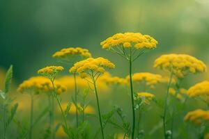 Yellow Yarrow Blossoming in a Sunny Garden  Nature Background photo