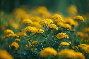 Yellow Yarrow Blossoms in a Lush Garden  Nature Background photo