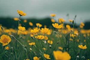 Lush Meadow of Buttercups in Full Bloom  Nature Background photo