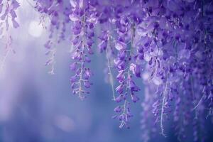 Wisteria Vine in Bloom  Nature Background photo