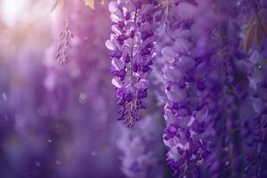 Wisteria Vine in Bloom  Nature Background photo