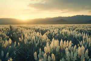 brillante yuca campo con floraciones naturaleza antecedentes foto