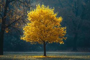 Stunning Yellowwood Tree with Nature Background photo