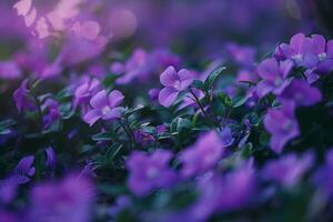 Beautiful Vinca Minor Ground Cover with Nature and Background photo