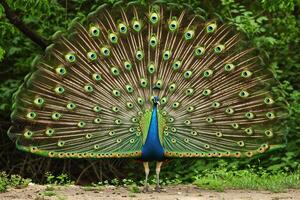 Peacock Presenting Its  Feathers in Full Fan with Nature Background and Majestic Display photo