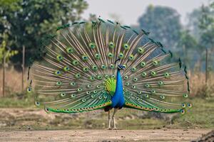 Peacock Displaying Its Feathers in Full Display with Nature Background and Rich Colors photo