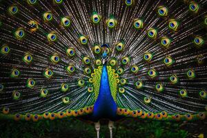 Peacock Showing Its Iridescent Feathers in Full Splendor with Nature Background and Exotic Beauty photo