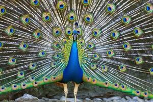 Peacock Presenting Its Iridescent Feathers in Full Splendor with Nature Background and Exotic Display photo