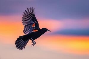 High Speeda Red Winged Blackbird in Mid Flight with Wings Spread Wide Against a  Sunset Sky and Nature Background photo