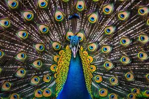 Peacock Showing Its Feathers in Full Display with Nature Background and Elegant Presentation photo