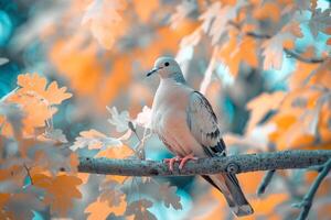 Infrareda Mourning Dove Perched on a Tree Branch with Surreal Glowing Foliage and Nature Background photo